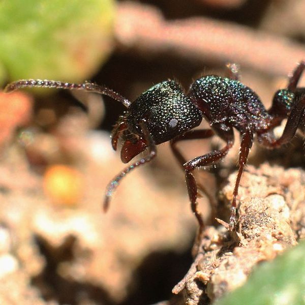 Green-head ant Green-head ant