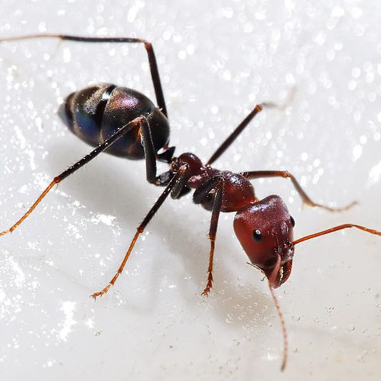 Meat ant Meat ant