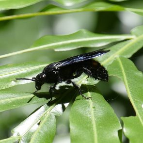 Black Wasp Black Wasp