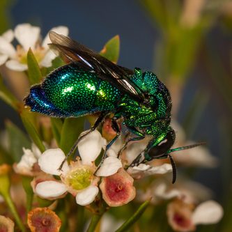 Cuckoo Wasp Cuckoo Wasp