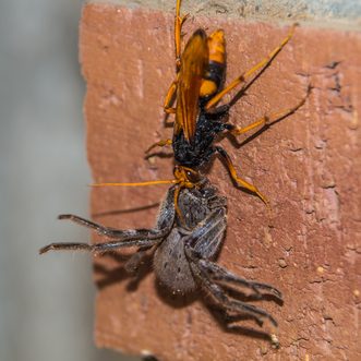 Spider Wasp Spider Wasp
