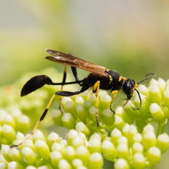 Mud-dauber Wasp Mud-dauber Wasp